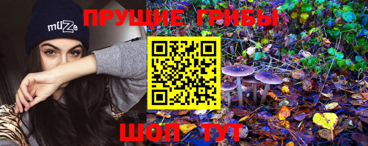 Псилоцибиновые грибы Psilocybine cubensis Кирово-Чепецк